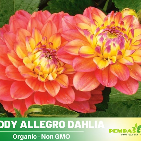 40+ Seeds- Melody Allegro Dahlia Seeds- Authentic Seeds ~ GMO Free ~ Seeds~Flower seeds~ Vegetable seeds~ Asian Garden~Herbs B5G1 #D074