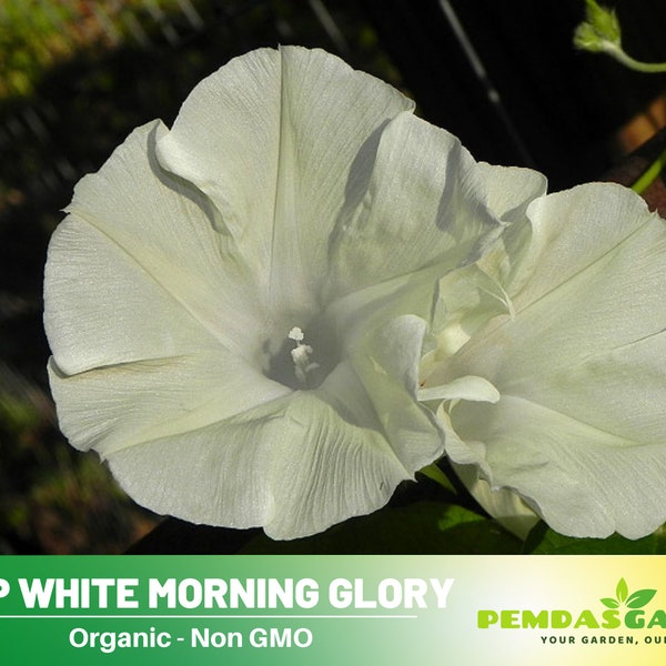 30+Seeds|   Crisp White Morning Glory  Seeds - Authentic Seeds ~ GMO Free ~ Flower seeds~ Asian Garden~B5G1 #F027