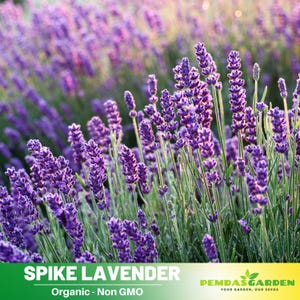 100 Seeds| SPIKE LAVENDER Seeds - Authentic -  Heirloom - Culinary &  Herb - Mosquito Repellent - Pollinator friendly -  #C006