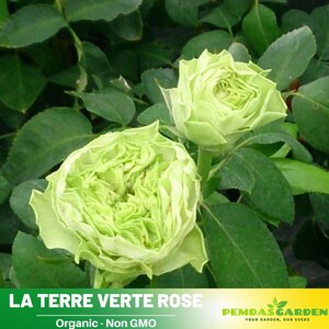 32+ Seeds| ラテールヴェール - La Terre Verte Rose Seeds-Perennial -Authentic Seeds-Flowers -Organic. Non GMO-Mix Seeds for Plant-B3G1 #1197