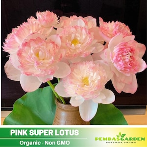 5 Rare Seeds| Pink Single  Reflection Lotus Seeds  - Indian Lotus (Nelumbo nucifera) Seeds - Flower Seeds -  #Q037
