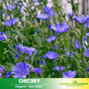 25 Seeds| Chicory Seeds  - Authentic - Heirloom - Garden Flower - Mosquito Repellent - Pollinator friendly