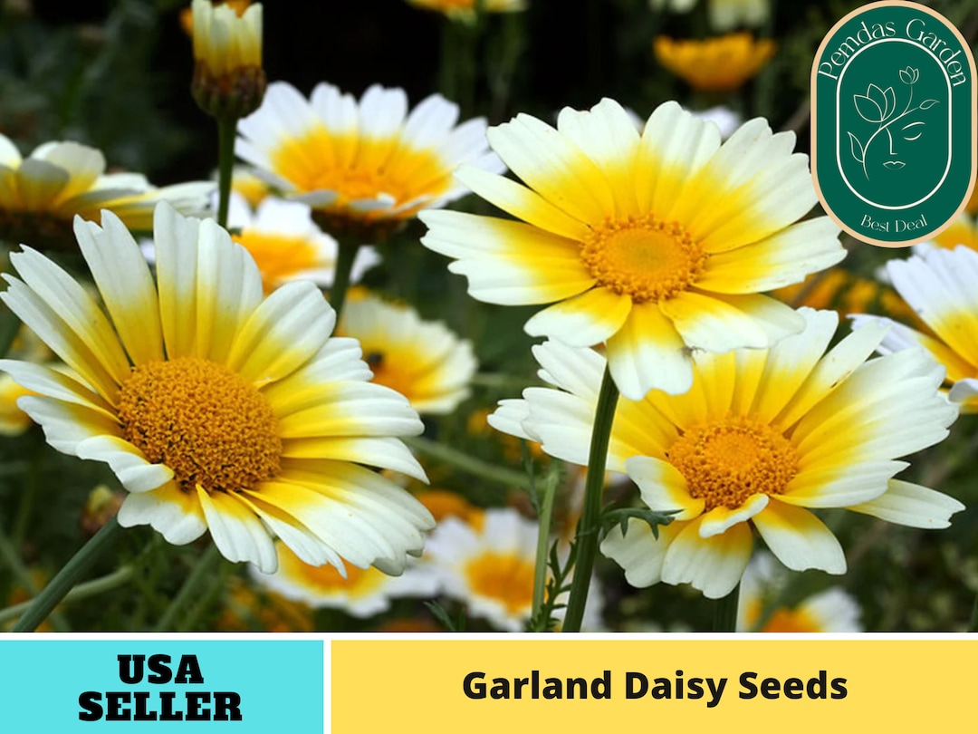 100 Seeds Garland Daisy Seeds Authentic Seeds GMO Free Seeds flower