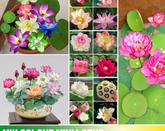 5 Rare Seeds| Mix Colour Mini Lotus Seeds - Indian Lotus (Nelumbo nucifera) Seeds - Flower Seeds -  #Q067