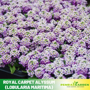 30+ Seeds| Royal Carpet Alyssum (Lobularia maritima) Seeds - Cold Resistant -Open-Pollinating -Drought Tolerant -Plant in Early Spring#306