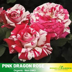 30+ Seeds| Pink Dragon Rose Bush Flower Rose - Authentic Seeds - Perennial~GMO Free~~Flower seeds ~ Asian Garden~ Herbs  #1066