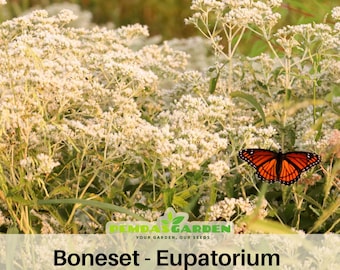 15 Seeds| Boneset - Eupatorium Seeds- Authentic - Heirloom - Culinary &  Herb - Organic - Pollinator friendly -  #6027