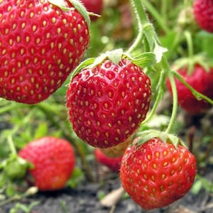 110 seeds Red Strawberry Seeds Authentic Seeds GMO Free SeedsFlower seeds Vegetable seeds Asian Garden Flowers Herbs B5G15006 image 5