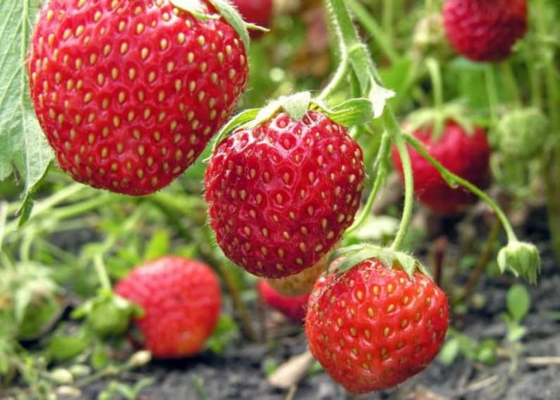 110 seeds Red Strawberry Seeds Authentic Seeds GMO Free SeedsFlower seeds Vegetable seeds Asian Garden Flowers Herbs B5G15006 image 5