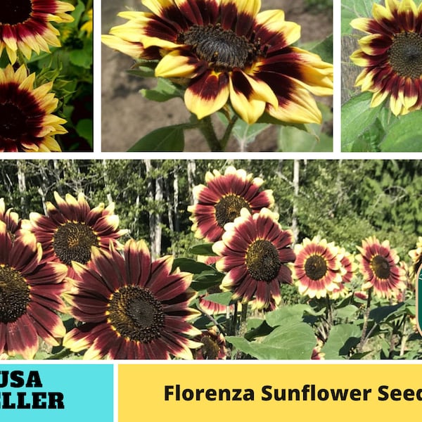 25+ Seeds| Florenza Sunflower  Easy to Plants - PlantsSeeds - Authentic Seeds - Perennial~ GMO Free ~~Flower seeds ~ Asian Garden~ B5G1#E021