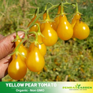 60 Seeds| Yellow Pear Tomato Seeds- Authentic - Open-Pollinated - Asian Garden - Organic - Heirloom - Vegetables Seeds -  #7011