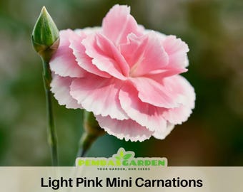Light Pink Mini Carnation -  - Dianthus Seeds - Open-Pollinated - Organic - Heirloom - Flower Seeds - Mix Seeds to Plant