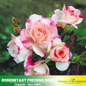 32+ Seeds| Rosenstadt Freising Rose Seeds-Perennial -Authentic Seeds-Flowers -Organic. Non GMO-Mix Seeds for Plant-B3G1 #1185