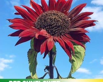 25+ Seeds| Red Sunflower Seeds - Helianthus annuus - Open-Pollinated - Organic - Heirloom - Mix Seeds to Plant -  #E013