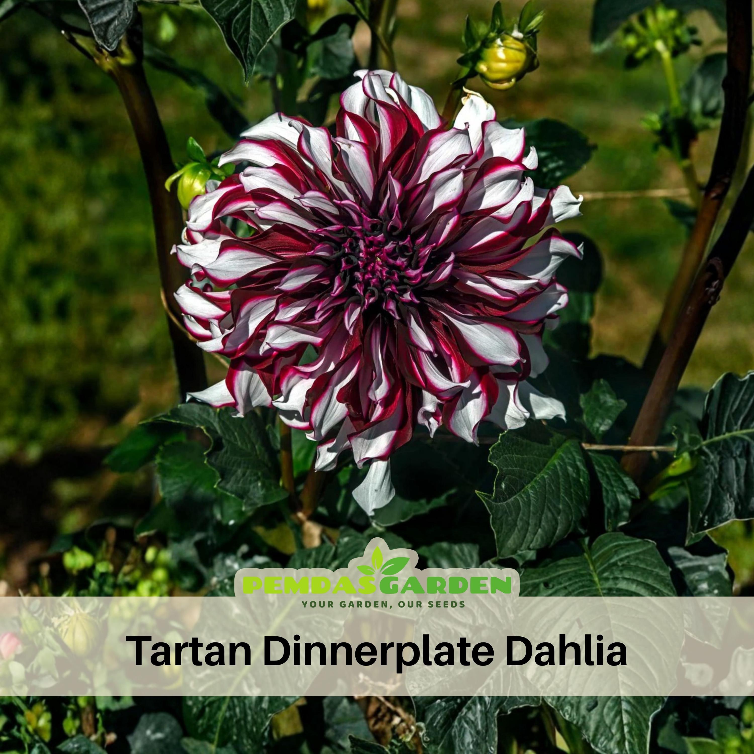 40+ Seeds| Tartan Dinnerplate Dahlia Perennial Seeds - Pollinator Friendly-  Open Pollinated - Heirloom - Flower Seeds - #D035 - Etsy