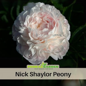 10+Seeds| Nick Shaylor Peony Perennial Seeds  - Paeonia - Attract butterflies - Open-Pollinated - Organic - Heirloom -  #B024