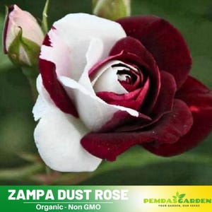 30+ Seeds| Zampa Dust Rose Perennial Flower Rose Seeds - Authentic Seeds - Perennial~GMO Free~~Flower seeds ~ Asian Garden~  #1064