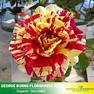 30+ Seeds|George Burns  Floribunda Flower Rose Seeds - Authentic Seeds - Perennial~GMO Free~~Flower seeds ~ Asian Garden~ Herbs  #1101