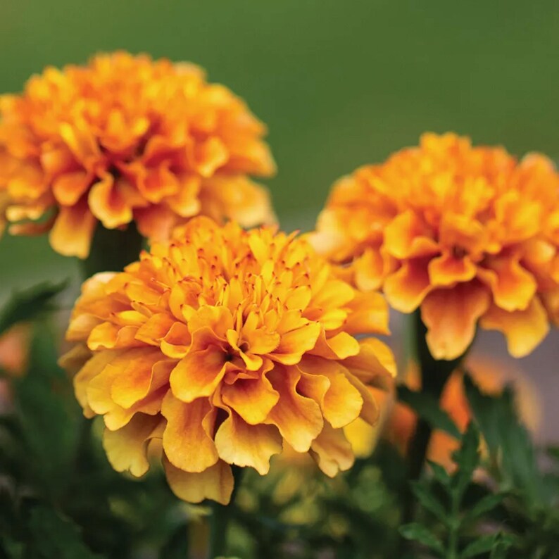May include: Close-up of vibrant orange marigold flowers with layered petals. The flowers are in full bloom, showcasing their rich color against a blurred green background. The image highlights the intricate details of the marigold's texture and form.