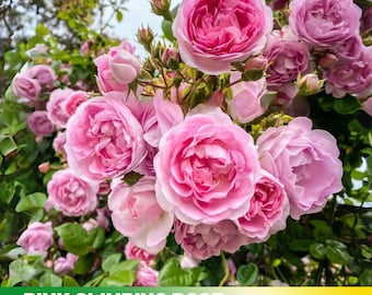 30+ Seeds| Pink Climbing Rose Seeds - Authentic Seeds - Perennial~ GMO Free ~Flower seeds~ ~ Asian Garden~ Herbs  #1019