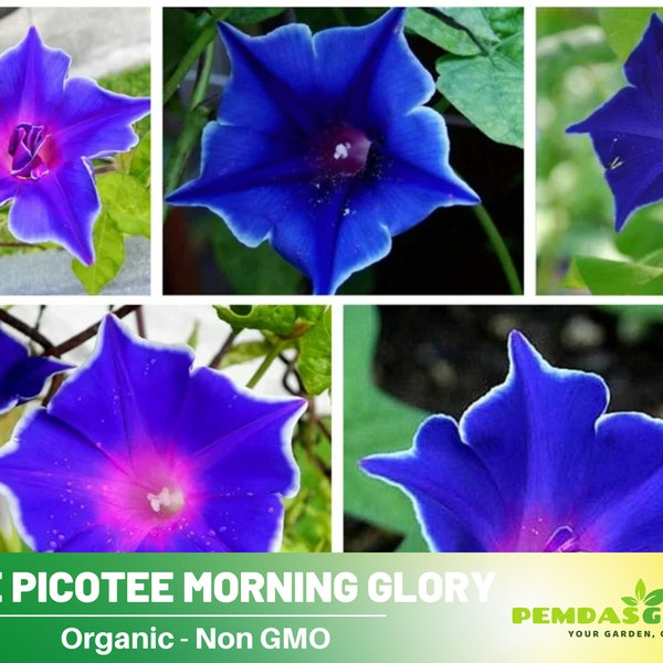 30+Seeds| Blue Picotee Perennial Morning Glory Seeds - Authentic Seeds ~ GMO Free ~ Flower seeds~ Vegetable seeds~ Asian Garden~B5G1 #F014