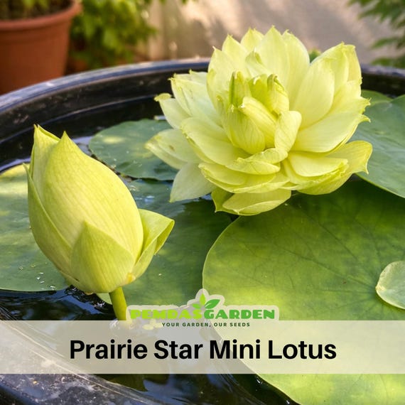 where to find cheap pots for plants 1 Gallon Trade Black Nursery Pots