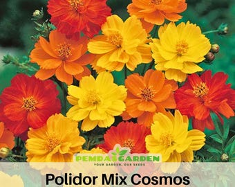 Polidor Mix Cosmos Seeds  ~ Authentic Seeds ~ GMO Free ~ Seeds~Flower seeds~ Vegetable seeds~ Asian Garden~ Flowers~ Herbs