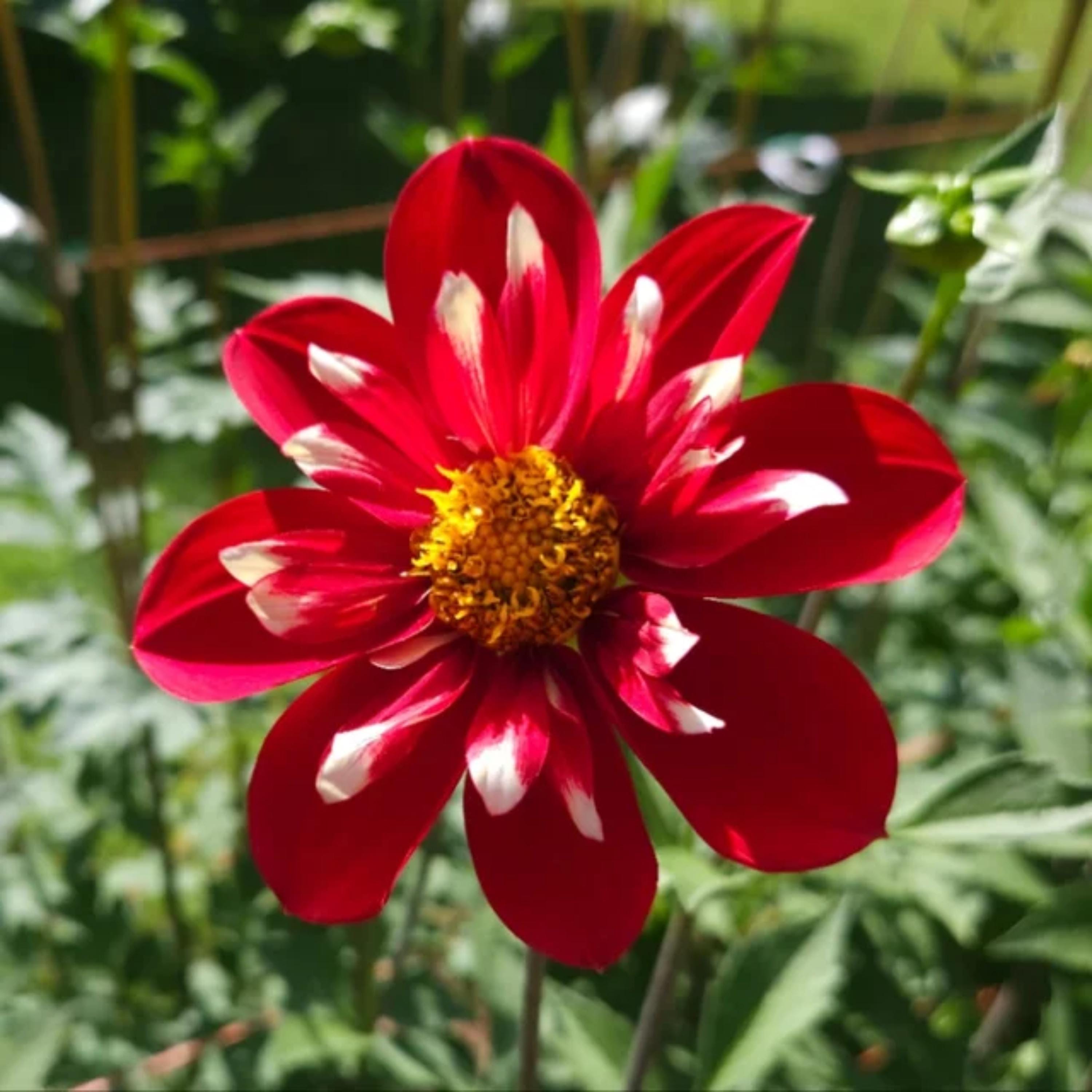 Rowyn Green 40+ Seeds| Angel Rowyn Dahlia Seeds - Pollinator Friendly- Open ...