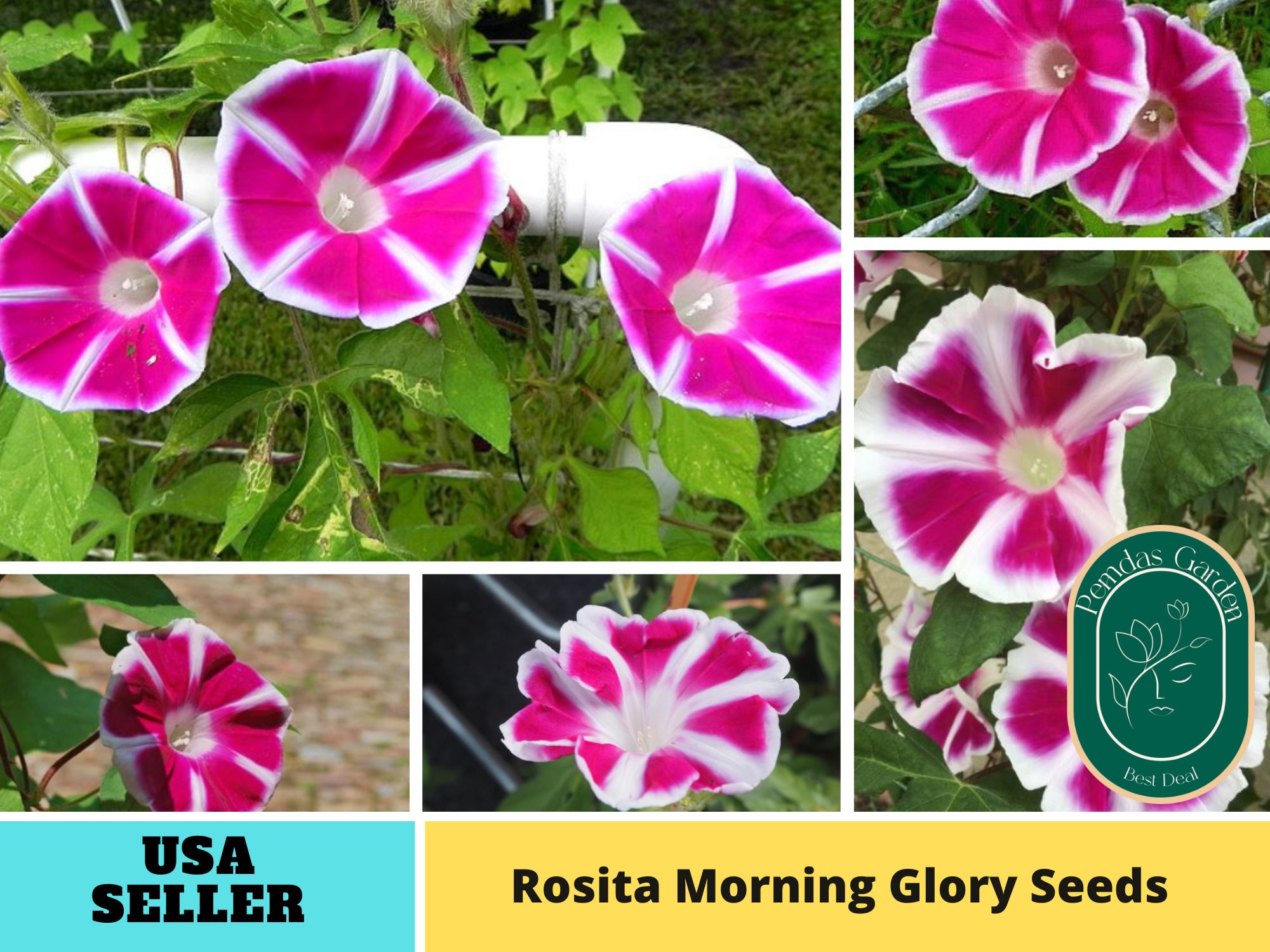 30 Seeds Rosita Morning Glory Seeds Authentic Seeds Etsy