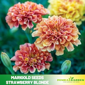May include: Close-up of vibrant marigold flowers in shades of orange, yellow, and red. The image showcases fully bloomed flowers and unopened buds against a blurred green background. The text "MARIGOLD SEEDS STRAWBERRY BLONDE" is at the bottom.