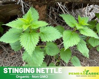 60 Seeds| Stinging Nettle seeds - Authentic Seeds ~ GMO Free ~ Seeds~Flower seeds~ Vegetable seeds~ Asian Garden~ Herbs B5G1 #7001