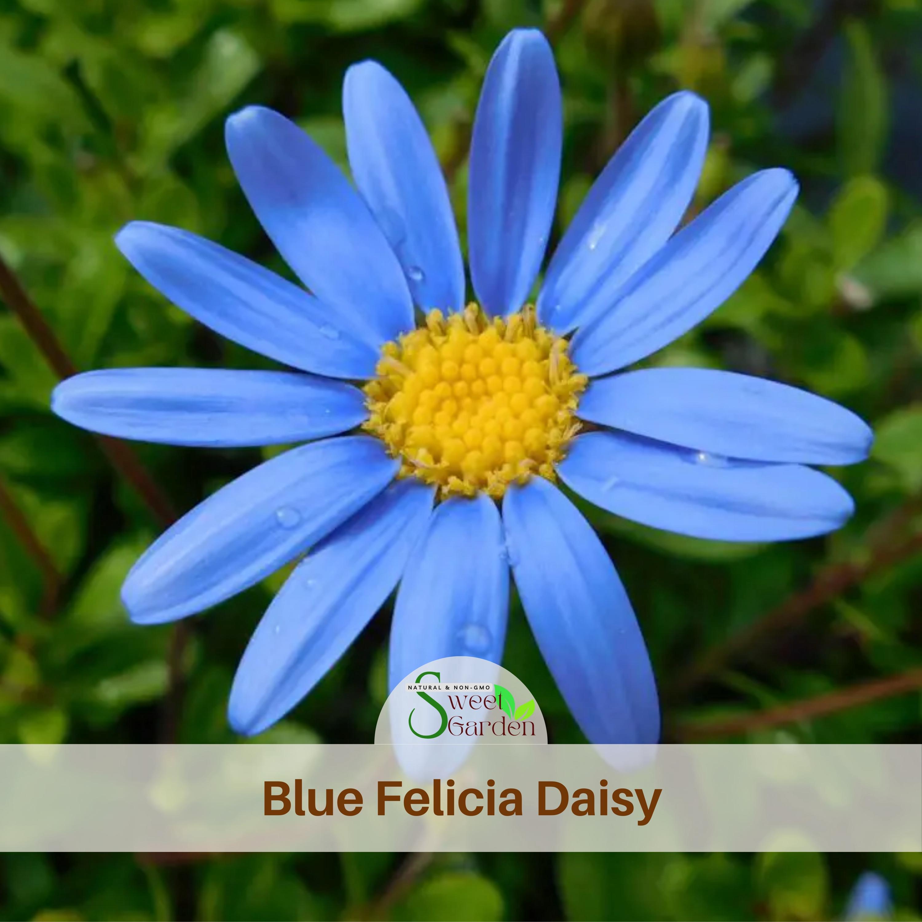 Blue Felicia Daisy Seeds - Authentic Seeds ~ GMO Free~ Seeds