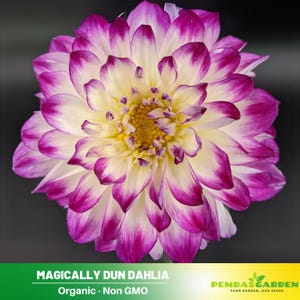 40+ Seeds| Magically Dun Dahlia Seeds--Pollinator Friendly- Open Pollinated - Heirloom - Flower Seeds - Mix Seeds to Plant -  #D064