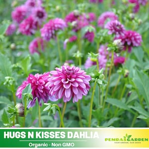40+ Seeds|  Hugs N Kisses Dahlia Perennial Seeds - Pollinator Friendly- Open Pollinated - Heirloom - Flower - Mix Seeds to Plant - #D056