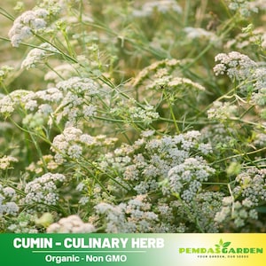 15 Seeds| Cumin -Non-GMO - Flavorful Addition to Your Garden- Authentic -Heirloom -garden seeds -Organic Seeds - Pollinator friendly -##6019