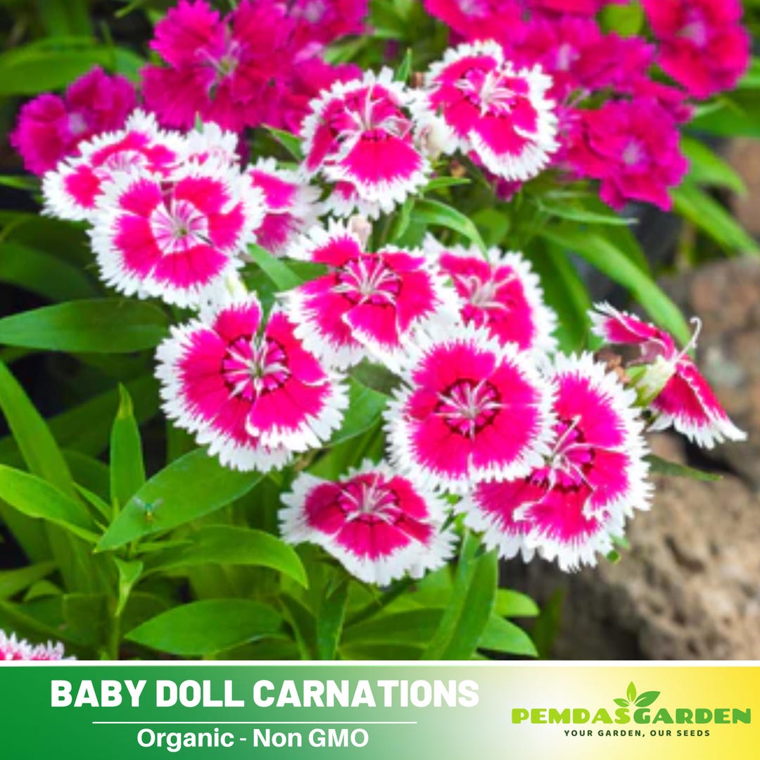 30+seeds|baby Doll Carnations - Dianthus Seeds - Authentic - Open ...