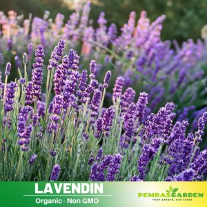 100 Seeds| LAVENDIN Seeds -Heirloom Flower - Culinary &  Herb - Mosquito Repellent - Pollinator friendly -   #C003