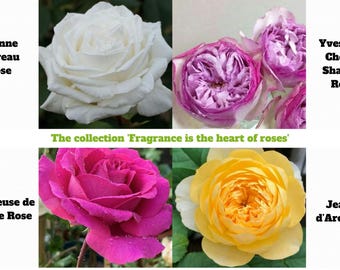 30 Seeds | Fragrance is the heart of roses Seeds-Flowers-Or Perennial-Organic. Non GMO -Vegetable Seeds-Mix Seeds for Plant- #RMIX_004