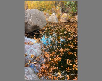 Fallen Leaves on Water Print, Landscape Photography Print, Nature Photo, Micro-Environment Wall Art, Home Decor, Wall Art