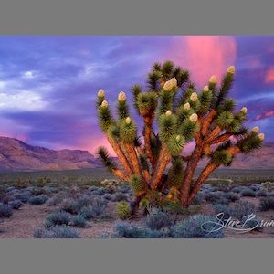 Joshua Tree in Bloom, Desert Landscape Photography, Arizona Wall Art
