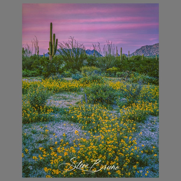 Arizona Desert Sunset Photography, Spring Wildflowers, Wall Art, Superbloom