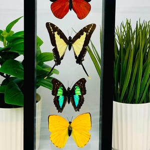 May include: A vertical rectangular black frame containing five preserved butterflies arranged in a column. The butterflies feature distinct color patterns including red and black, yellow and black, iridescent green and black, solid yellow, and black with white spots.