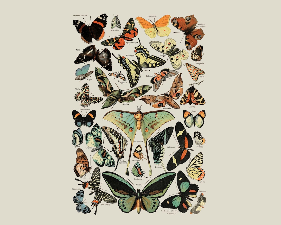 Vintage Butterfly & Moth Illustration PNG – Antique Entomology Wall Art ...