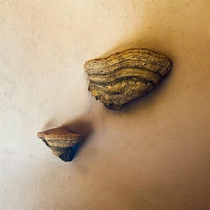 Handcrafted Mushroom Shelves - Rustic Home Decor. Mushroom wall shelf.