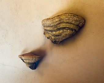 Handcrafted Mushroom Shelves - Rustic Home Decor. Mushroom wall shelf.
