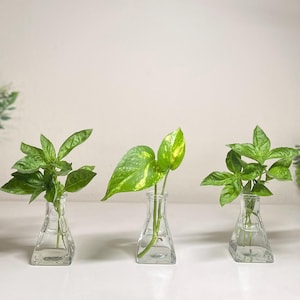 May include: Three small glass vases, each holding fresh green herbs and plants. The vases are clear and have a geometric shape. The plants include basil and a pothos variety, creating a fresh, natural aesthetic.