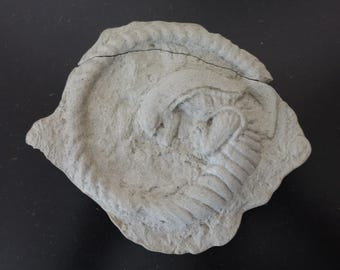 Chestburster, Alien, Artifact, Fossil, Fanart