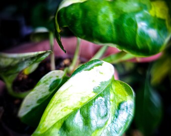 Lemon Meringue Pothos, White Variegated Mutation | USA | Rare Houseplant