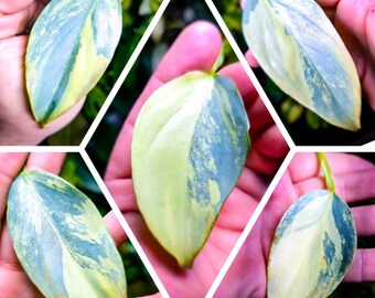 Variegated Philodendron Silver Sword | Hastatum | Rare Houseplant
