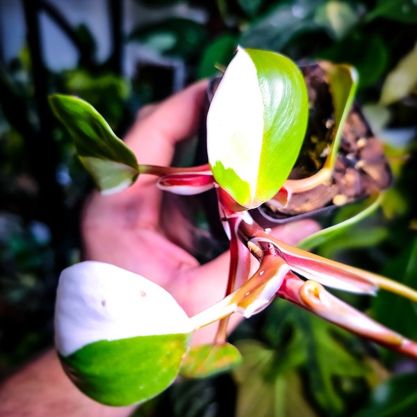 Philodendron White Knight | Highly Variegated | USA | Rare Houseplant